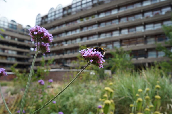 Humla på blomma framför stor byggnad. Foto.
